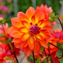 'Firepot' Dahlia 11 'Firepot' Dahlia -Plant Series DahliaFirepot 150908gbo052