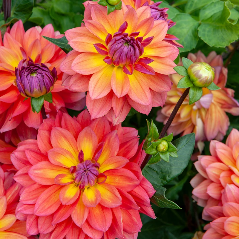 'Firepot' Dahlia 9 'Firepot' Dahlia - Image 7