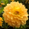 'Karma Gold' Dahlia 1 'Karma Gold' Dahlia -Plant Series DahliaKarmaGold 160906gbo219
