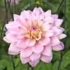 'Karma Prospero' Dahlia -Plant Series DahliaKarmaProspero 080917gbv017