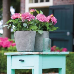 'Karma Prospero' Dahlia 8 'Karma Prospero' Dahlia -Plant Series DahliaKarmaProspero 205865