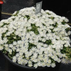 Hot Cakes® 'Coconut Crush' Ice Plant -Plant Series Delosperma hot cakes coconut crush ice plant 1 P sw