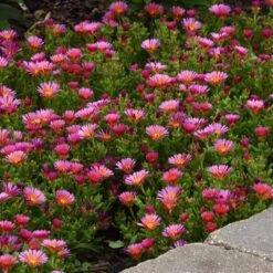 Ocean Sunset™ Orange Glow Ice Plant 5 Ocean Sunset™ Orange Glow Ice Plant -Plant Series DelospermaOceanSunsetOrangeGlow