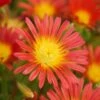 Wheels Of Wonder® Fire Wonder Ice Plant -Plant Series DelospermaWheelsofWonder FireWonder Bloom