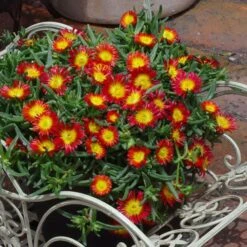 Wheels Of Wonder® Fire Wonder Ice Plant -Plant Series DelospermaWheelsofWonder FireWonder Containe