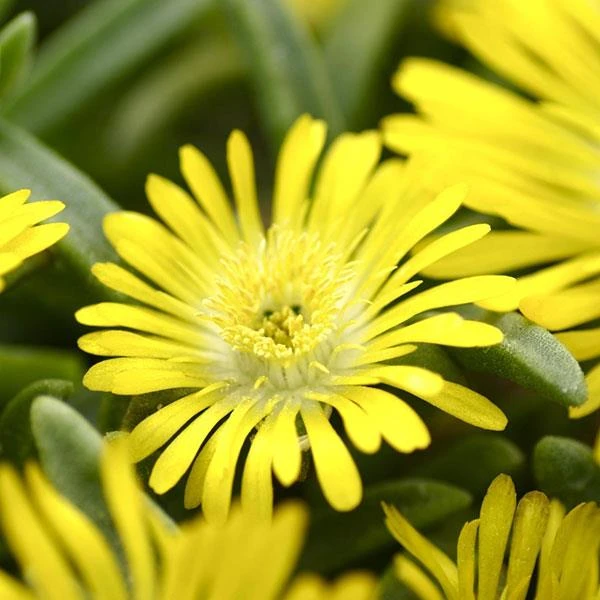 Wheels Of Wonder® Golden Wonder Ice Plant 3 Wheels Of Wonder® Golden Wonder Ice Plant