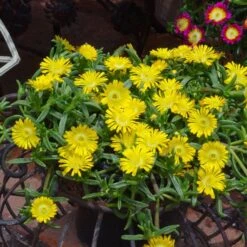 Wheels Of Wonder® Golden Wonder Ice Plant 7 Wheels Of Wonder® Golden Wonder Ice Plant -Plant Series DelospermaWheelsofWonder GoldenWonder Contai