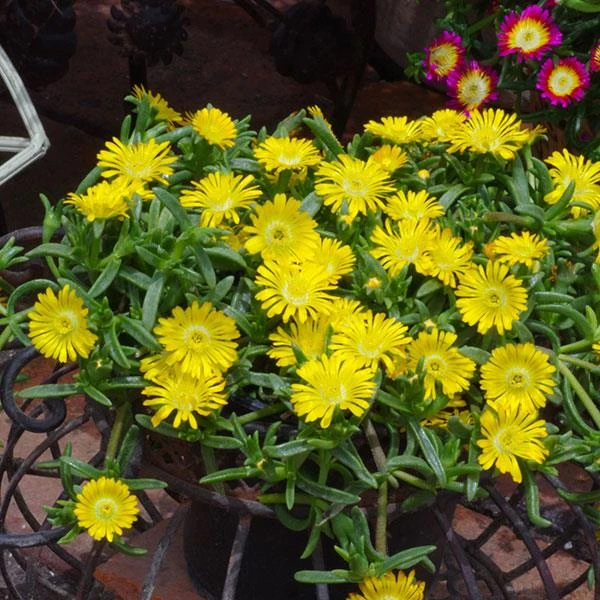 Wheels Of Wonder® Golden Wonder Ice Plant 5 Wheels Of Wonder® Golden Wonder Ice Plant - Image 3