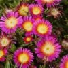 Wheels Of Wonder® Hot Pink Wonder Ice Plant -Plant Series DelospermaWheelsofWonder HotPinkWonder yyth