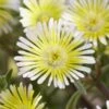 Wheels Of Wonder® Limoncello Ice Plant -Plant Series DelospermaWheelsofWonder LimoncelloWonder Bl