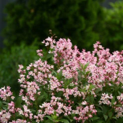 Yuki Cherry Blossom® Deutzia 10 Yuki Cherry Blossom® Deutzia -Plant Series Deutzia Yuki Cherry Blossom 2 P