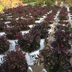 Yuki Cherry Blossom® Deutzia 14 Yuki Cherry Blossom® Deutzia -Plant Series Deutzia Yuki Cherry Blossom 6 P