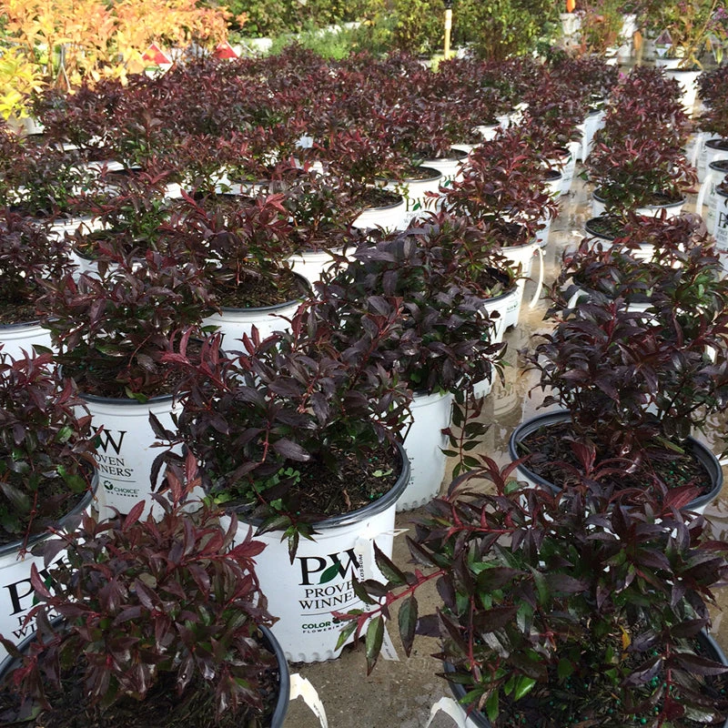 Yuki Cherry Blossom® Deutzia 8 Yuki Cherry Blossom® Deutzia - Image 6