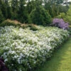 Yuki Snowflake® Deutzia