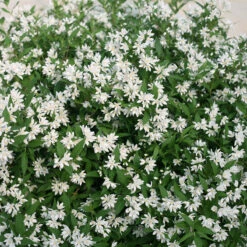 Yuki Snowflake® Deutzia -Plant Series Deutzia Yuki Snowflake 4 P