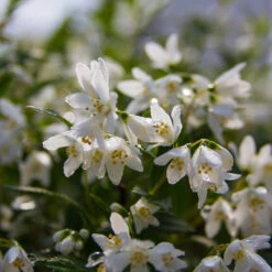 Yuki Snowflake® Deutzia -Plant Series Deutzia Yuki Snowflake 5 P
