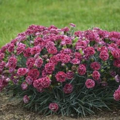 Fruit Punch® 'Cherry Vanilla' Dianthus 11 Fruit Punch® 'Cherry Vanilla' Dianthus -Plant Series Dianthus Cherry Vanilla 2 P sw