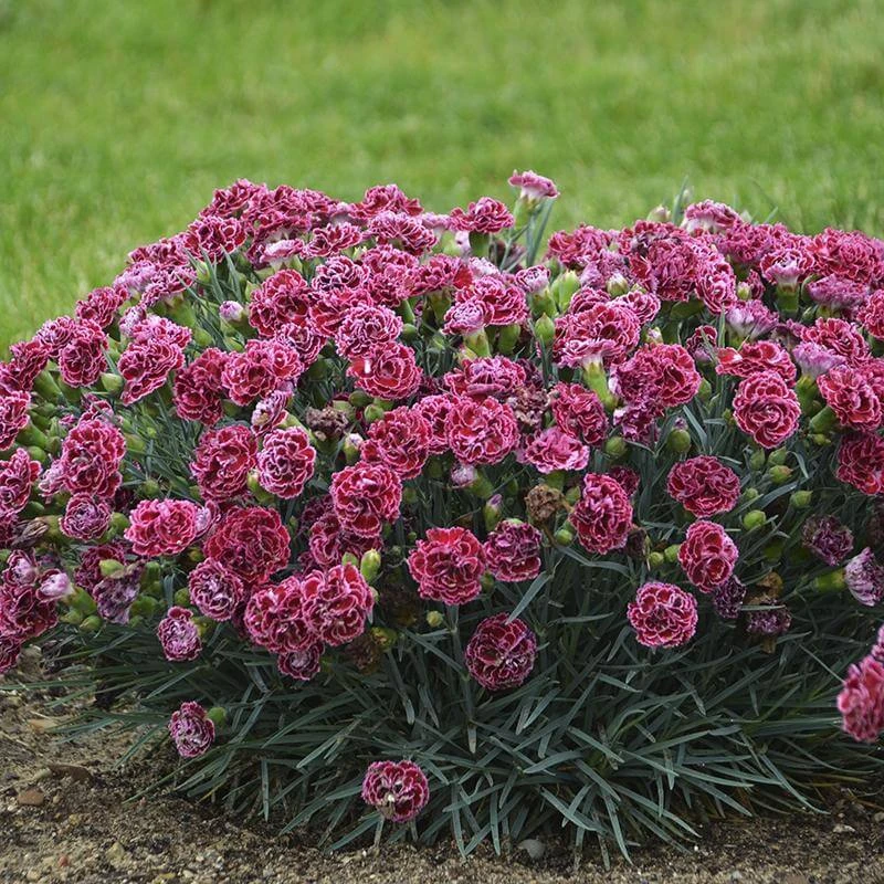 Fruit Punch® 'Cherry Vanilla' Dianthus 6 Fruit Punch® 'Cherry Vanilla' Dianthus - Image 4