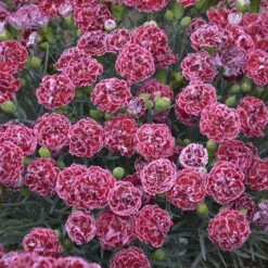 Fruit Punch® 'Cherry Vanilla' Dianthus 10 Fruit Punch® 'Cherry Vanilla' Dianthus -Plant Series Dianthus Cherry Vanilla 3 P sw
