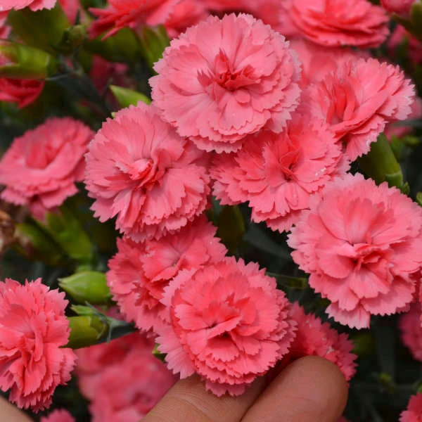 Fruit Punch® 'Classic Coral' Dianthus 4 Fruit Punch® 'Classic Coral' Dianthus - Image 2