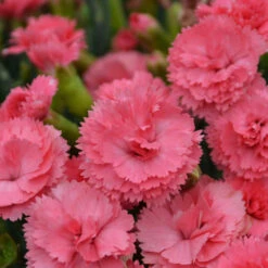 Fruit Punch® 'Classic Coral' Dianthus 9 Fruit Punch® 'Classic Coral' Dianthus -Plant Series Dianthus ClassicCoral PP30048CPBRAF0003lowres