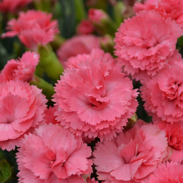 Fruit Punch® 'Classic Coral' Dianthus 5 Fruit Punch® 'Classic Coral' Dianthus - Image 3