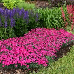 'Paint The Town Magenta' Dianthus -Plant Series Dianthus Paint the Town Magenta 2 P