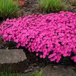'Paint The Town Magenta' Dianthus -Plant Series Dianthus Paint the Town Magenta 3 P