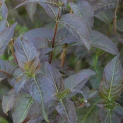 Kodiak® Black Diervilla 9 Kodiak® Black Diervilla -Plant Series Diervilla Kodiak Black 3