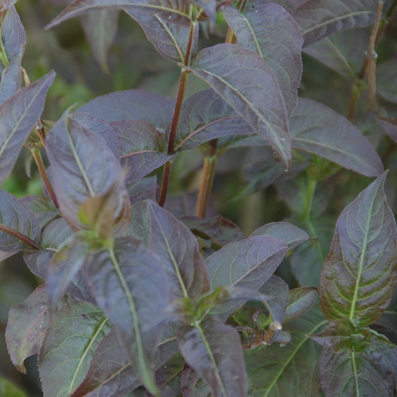 Kodiak® Black Diervilla 5 Kodiak® Black Diervilla - Image 3