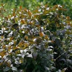 Kodiak® Black Diervilla 10 Kodiak® Black Diervilla -Plant Series Diervilla Kodiak Black 4