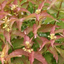 Kodiak® Orange Diervilla -Plant Series Diervilla Kodiak Orange 2