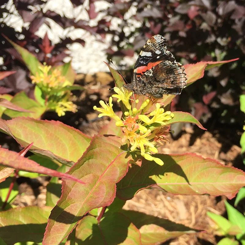 Kodiak® Red Diervilla 3 Kodiak® Red Diervilla