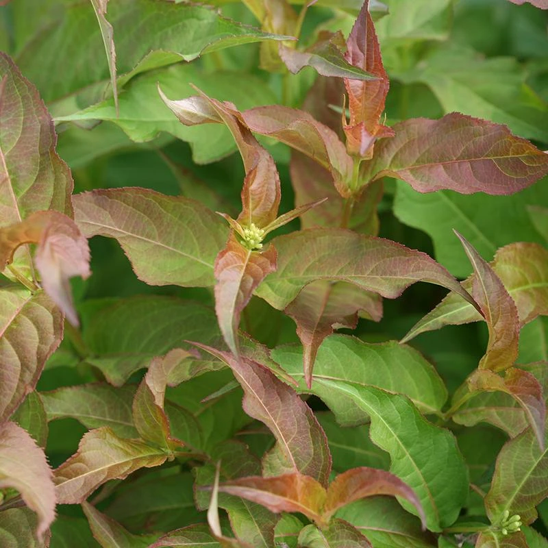 Kodiak® Red Diervilla 4 Kodiak® Red Diervilla - Image 2