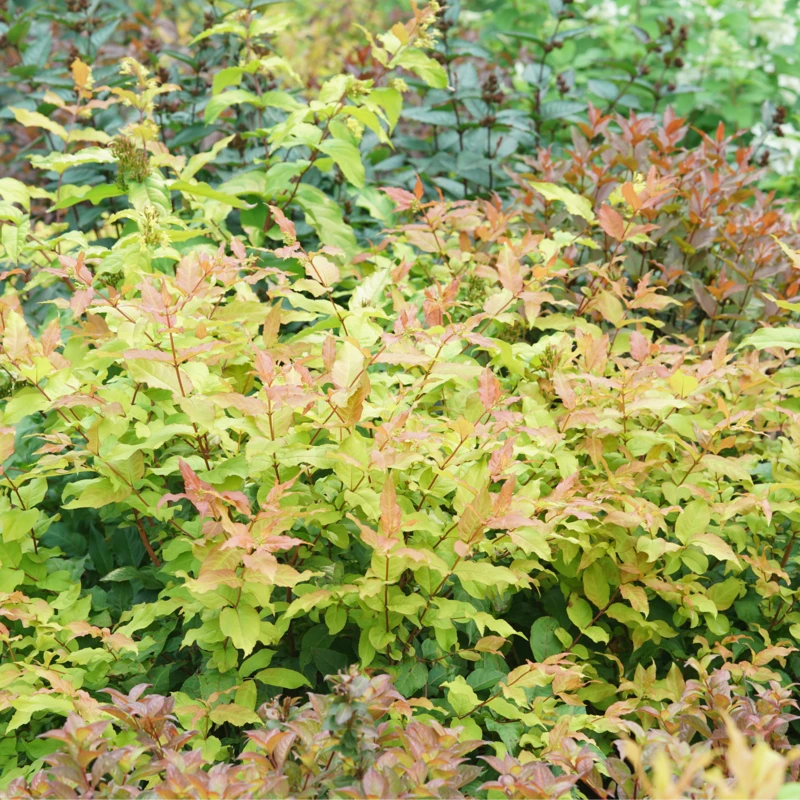 Kodiak Fresh™ Diervilla 4 Kodiak Fresh™ Diervilla - Image 2