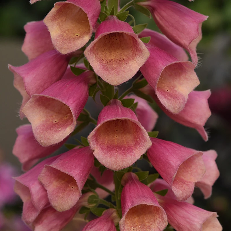 Arctic Fox™ Rose Foxglove 4 Arctic Fox™ Rose Foxglove - Image 2