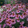 'Magnus Superior' Coneflower -Plant Series ECHMG1Q 1