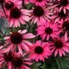 Dark Shadows™ 'Wicked' Coneflower -Plant Series Echinacea Dark Shadows Wicked 2 2fa488b7 ed62 4737 8a89 3b6d4f67a22d