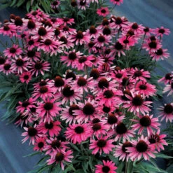 Dark Shadows™ 'Wicked' Coneflower -Plant Series Echinacea Dark Shadows Wicked 4