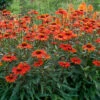 Kismet® Intense Orange Coneflower -Plant Series Echinacea Kismet Intense Orange 5 P