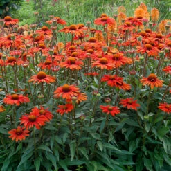 Kismet® Intense Orange Coneflower