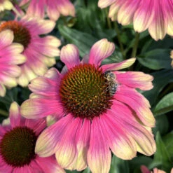 Kismet® 'Pink Lemonade' Coneflower 8 Kismet® 'Pink Lemonade' Coneflower -Plant Series Echinacea Kismet Pink Lemonade 3