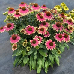 Kismet® 'Pink Lemonade' Coneflower 9 Kismet® 'Pink Lemonade' Coneflower -Plant Series Echinacea Kismet Pink Lemonade 4