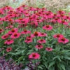 Kismet® Raspberry Coneflower 2 Kismet® Raspberry Coneflower -Plant Series Echinacea Kismet Raspberry 1 P