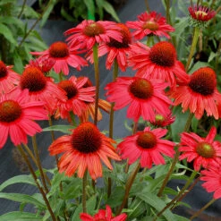 Kismet® Red Coneflower 7 Kismet® Red Coneflower -Plant Series Echinacea Kismet Red 1 P