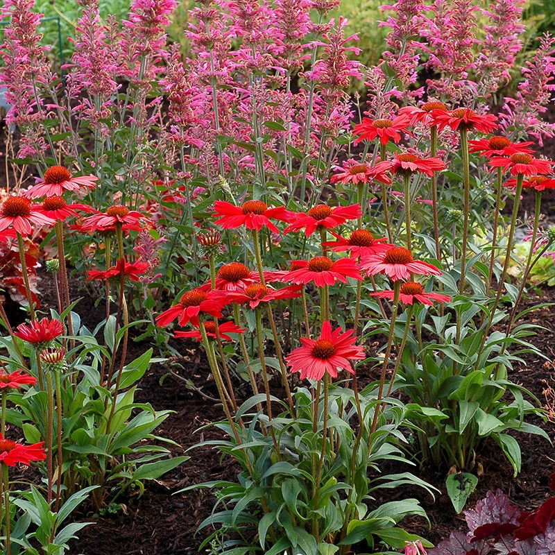 Kismet® Red Coneflower 4 Kismet® Red Coneflower - Image 2