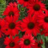 Kismet® Red Coneflower 2 Kismet® Red Coneflower -Plant Series Echinacea Kismet Red 4 P