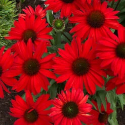Kismet® Red Coneflower