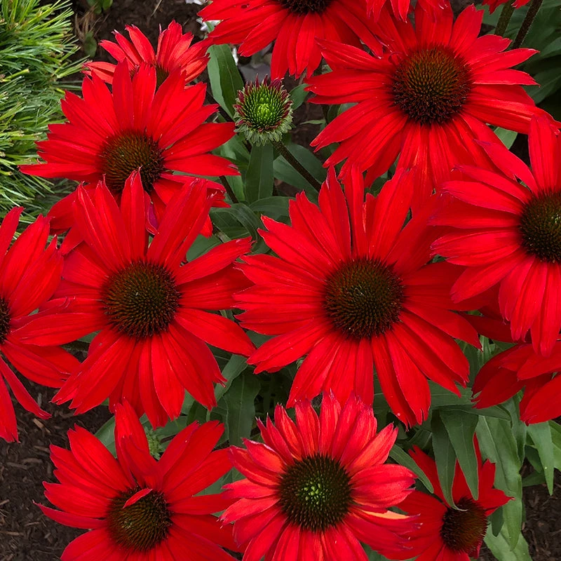 Kismet® Red Coneflower 3 Kismet® Red Coneflower