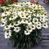 Kismet® White Coneflower -Plant Series Echinacea Kismet White 1